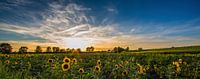 Sonnenblume