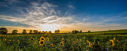 Zonnebloem