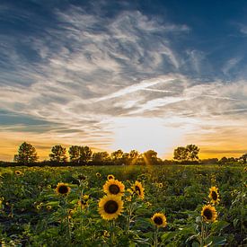Zonnebloem van Michel de Koning