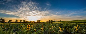Sunflower by Michel de Koning