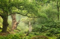 Forest of Fairies