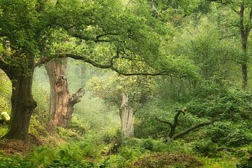 Wald der Feen von Ellen Borggreve