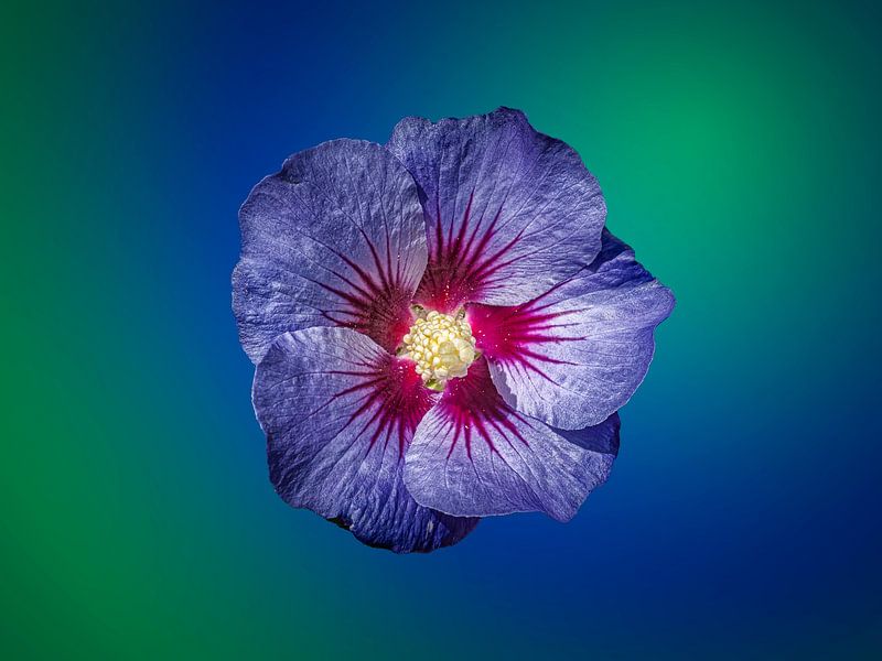 Hibiscus van Luc de Zeeuw