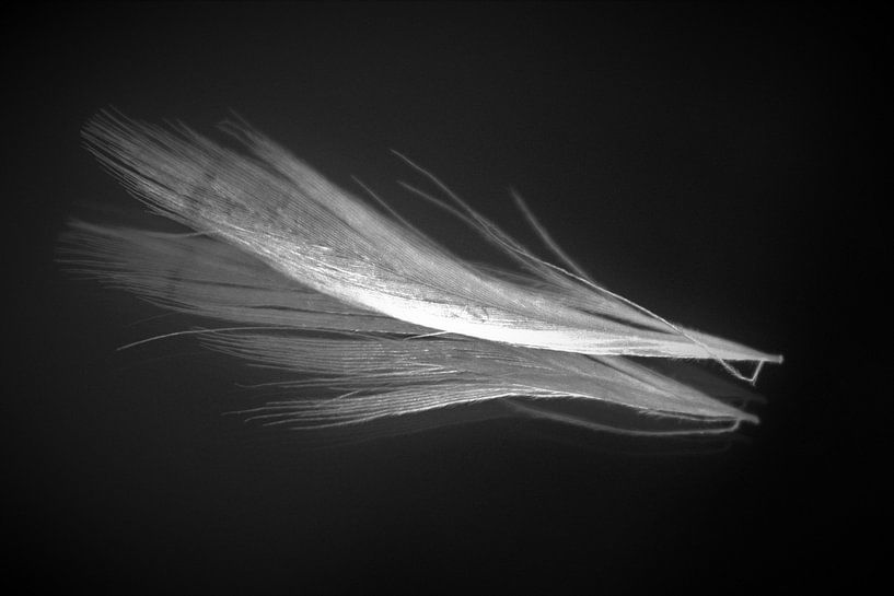 Plume par Bert Kottier