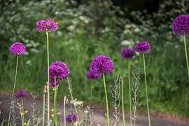 Ajuin paarse bloem by marco de Jonge