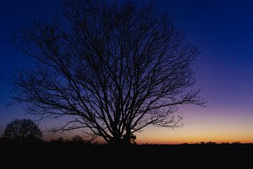 Baum bei Sonnenuntergang von Anouk Peeters