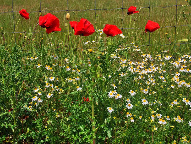 Camomille et pavot de maïs par Edgar Schermaul