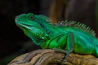 GROEN
