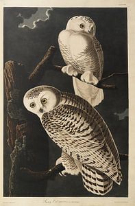Schneeeule - Teylers Edition - Vögel Amerikas, John James Audubon von Teylers Museum