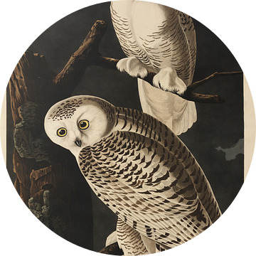 Sneeuwuil - Teylers Edition -  Birds of America, John James Audubon van Teylers Museum