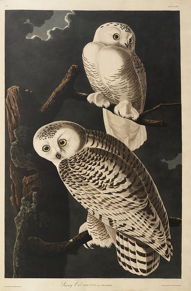 Snowy owl - Teylers Edition - Birds of America, John James Audubon by Teylers Museum