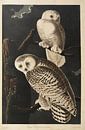 Snowy owl - Teylers Edition - Birds of America, John James Audubon by Teylers Museum thumbnail