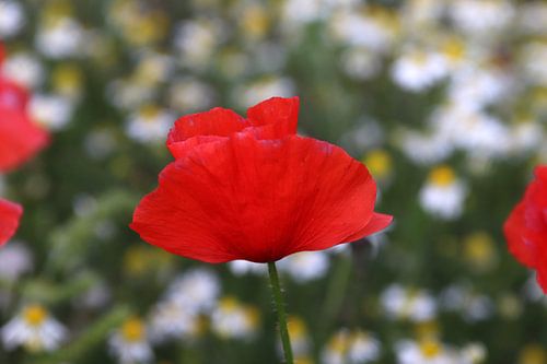 Un seul coquelicot dans un champ de fleurs blanches