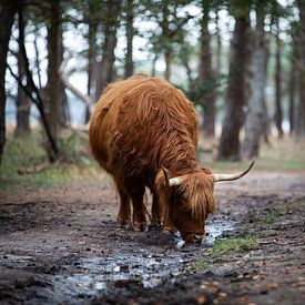 Drinkende Schotse Hooglander van Vincent Keizer