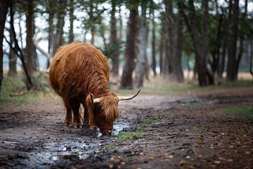 Boire du Highlander écossais sur Vincent Keizer