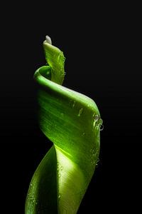 Blatt einer Tulpe