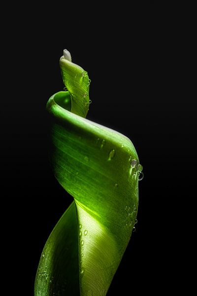 Leaf of a tulip by Rik Verslype