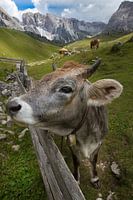 Cow on the pasture