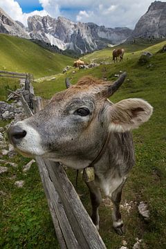 Cow on the pasture by Martina Weidner