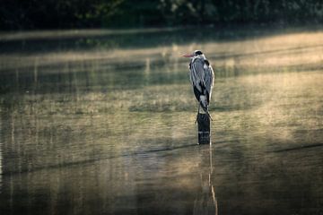 Grey heron