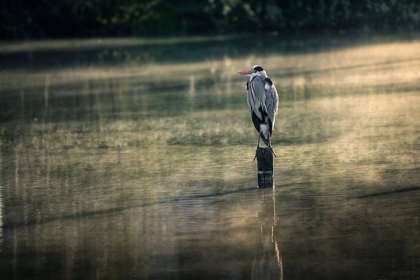 Blauwe reiger van Andre Michaelis