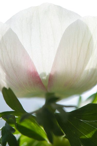 Anemone à la lumière par Margot van den Berg