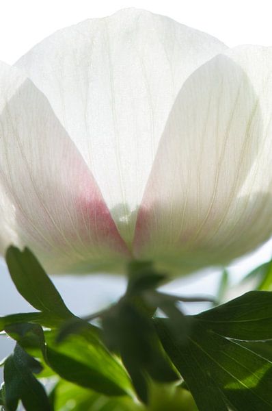 Anemone im Licht von Margot van den Berg