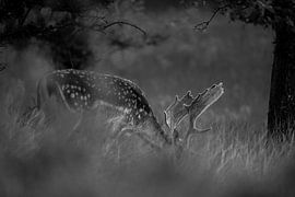 Fallow deer grazing (black and white) by Kevin Ike