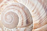 Shell spiral van Willem Havenaar thumbnail