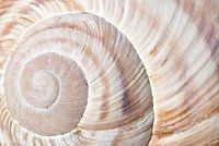 Spirale de la coquille