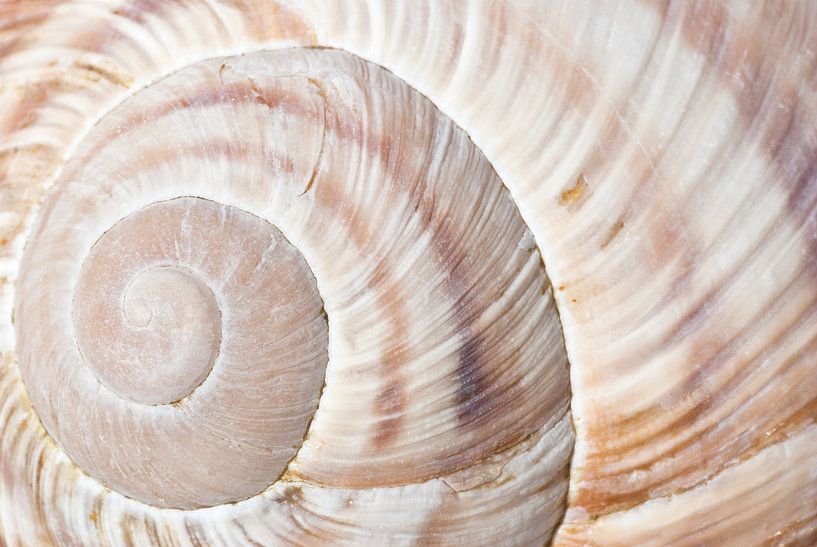 Shell spiral van Willem Havenaar