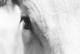Black-and-white milkmaid looks right into your soul by Petra Hauwert