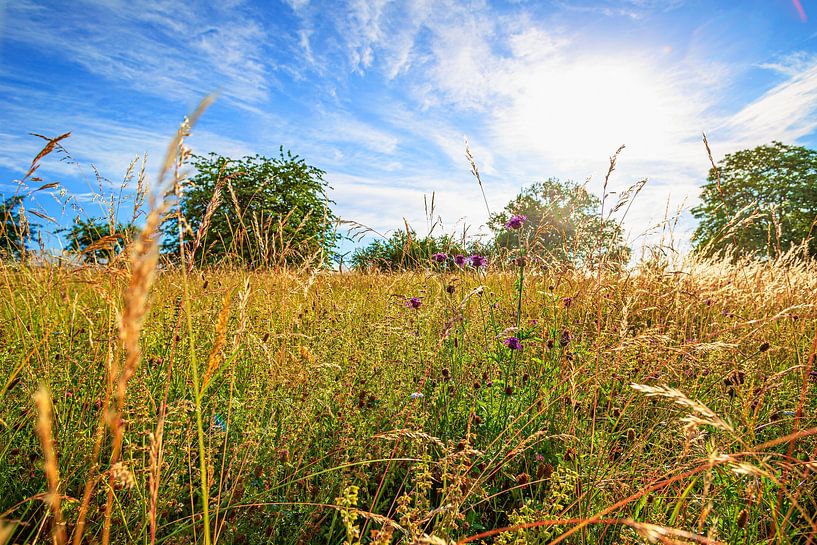 une prairie au lever du soleil par Thomas Heitz