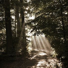 Une lumière douce et repassante à travers les arbres sur Susanne Pieren-Canisius
