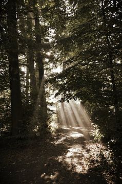 Zacht strijklicht door de bomen van Susanne Pieren-Canisius