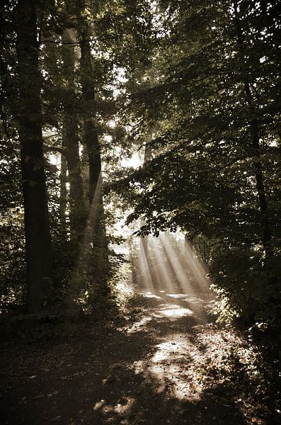 Soft ironing light through the trees by Susanne Pieren-Canisius