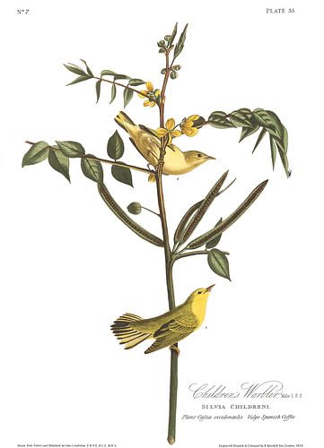 Mangrovezanger
