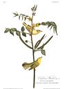 Gold-Waldsänger von Birds of America Miniaturansicht