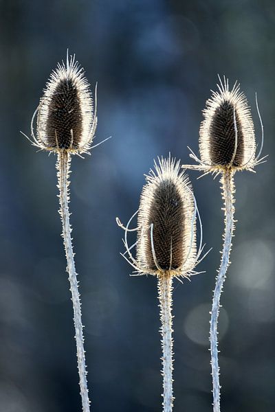 Three in the light by Wiltrud Schwantz