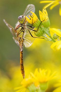 Steenrode Heidelibel op bloem van Jeroen Stel