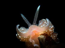 Brede ringsprietslak portret 1