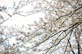 Des fleurs blanches et un ciel bleu clair