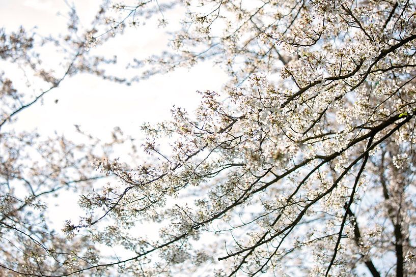Des fleurs blanches et un ciel bleu clair par Lindy Schenk-Smit