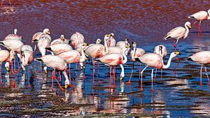 Die Flamingos der Laguna Colorada