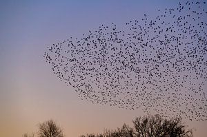 Starenmurmeln mit fliegenden Vögeln am Himmel bei Sonnenuntergang