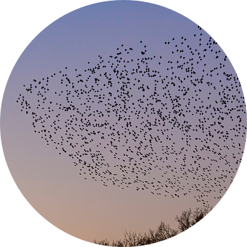 Spreeuwen wolk met vliegende vogels in de lucht tijdens zonsondergang van Sjoerd van der Wal Fotografie