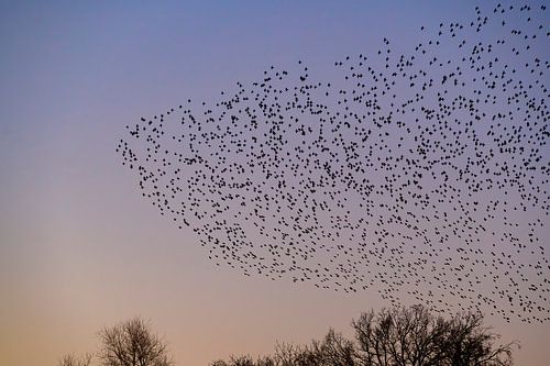 Spreeuwen wolk met vliegende vogels in de lucht tijdens zonsondergang