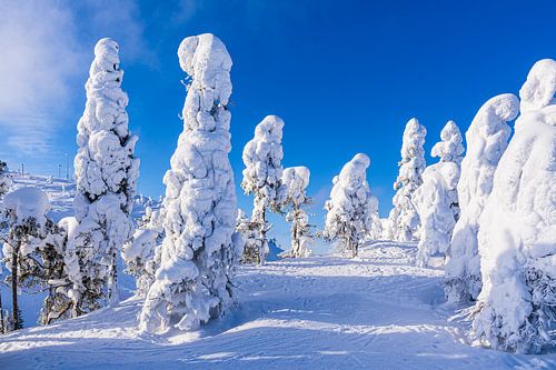 Landscape with snow and trees in winter in Ruka, Finland