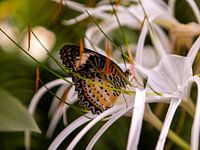 Cethosia Biblis Butterfly