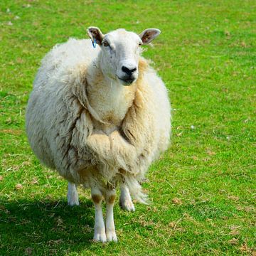 Juste des moutons ;-) sur Gisela Scheffbuch